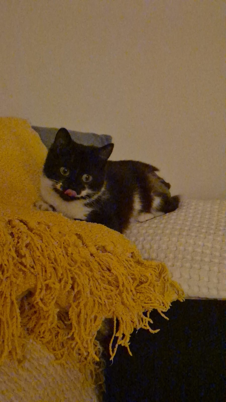 Йори е сграбчила живота с четири лапи! за осиновяване