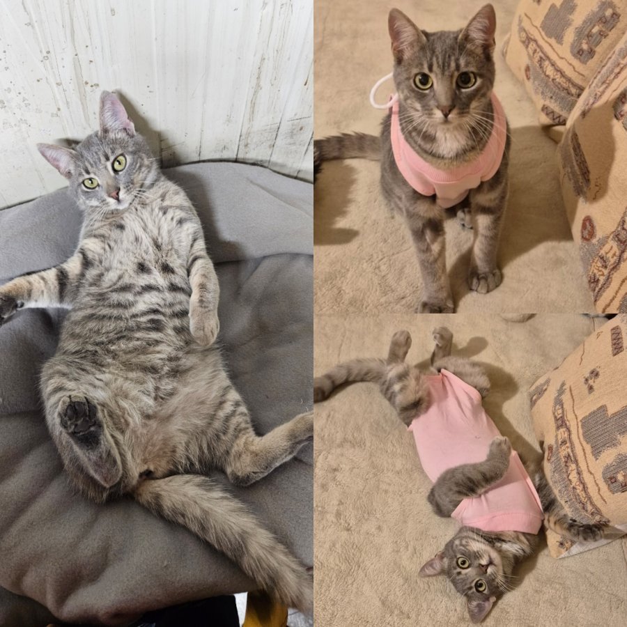 Кари за осиновяване