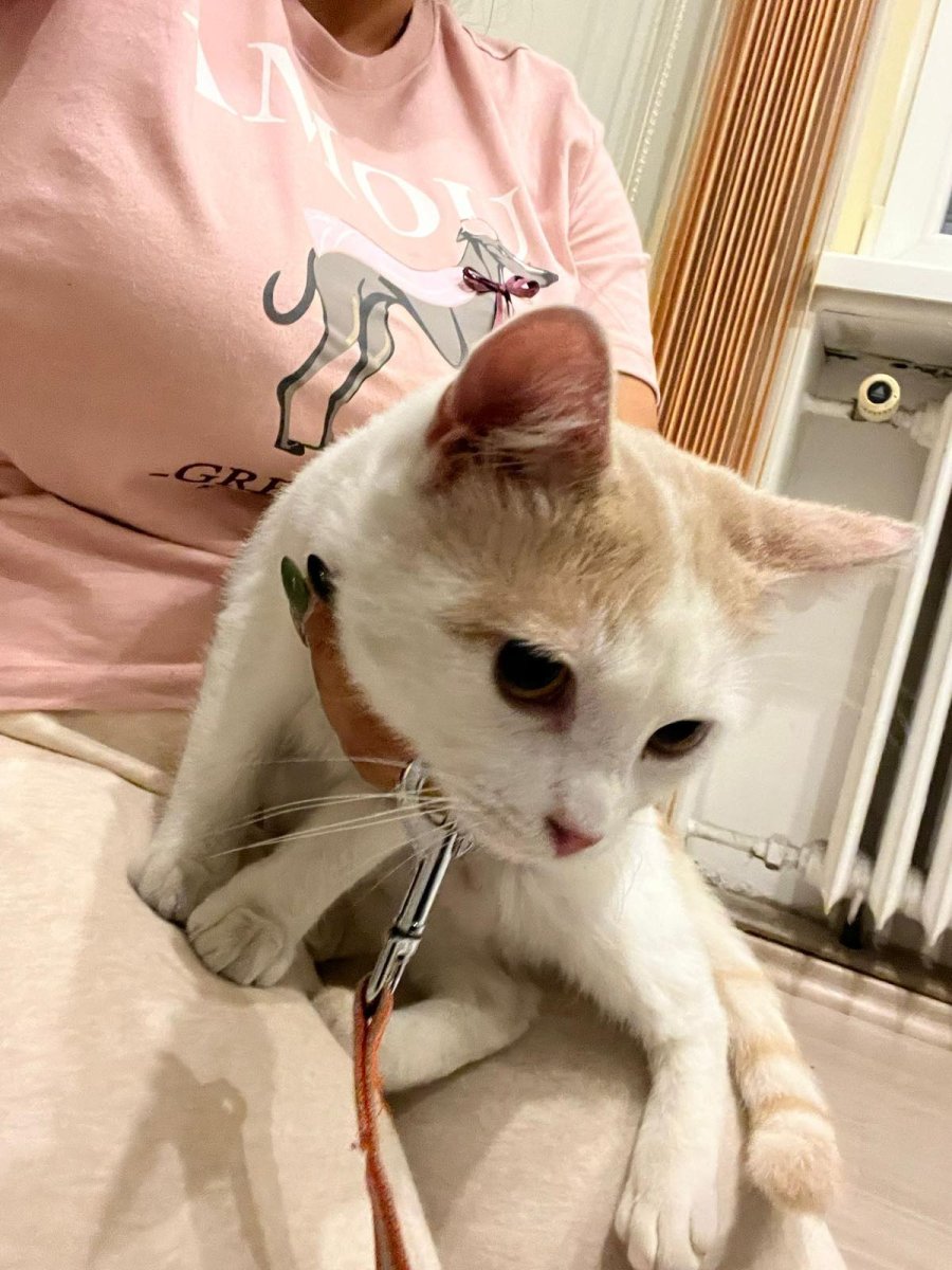 КОТАК търси дом за осиновяване