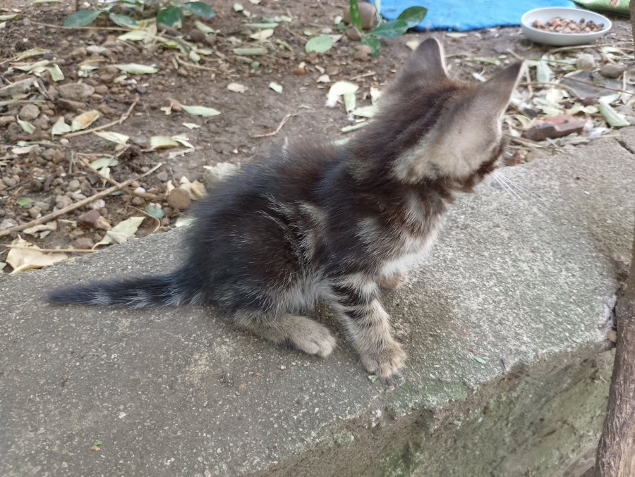 Пуханчо търси топлинка за осиновяване