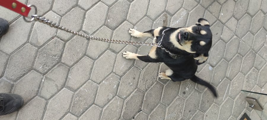 Търси дом за осиновяване