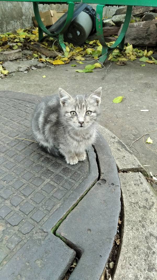 ÐŸÐ¾Ð´Ð°Ñ€ÑÐ²Ð°Ð¼ ÐºÐ¾Ñ‚ÐµÐ½Ñ†Ðµ Ð½Ð° Ð´Ð²Ð° Ð¼ÐµÑÐµÑ†Ð° за осиновяване