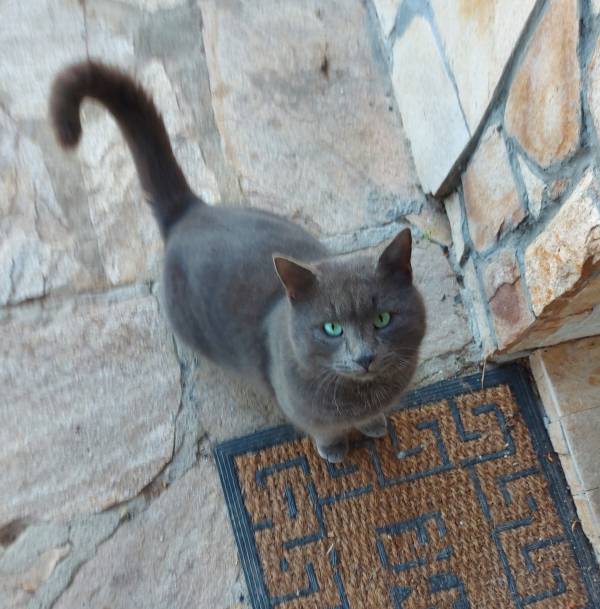 Котарак Russian blue cat търси дом за осиновяване