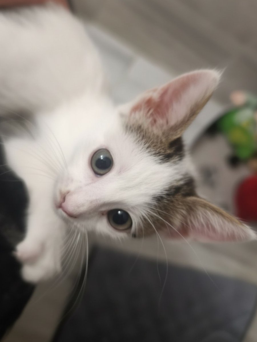 Коте Давид търси постоянен дом за осиновяване