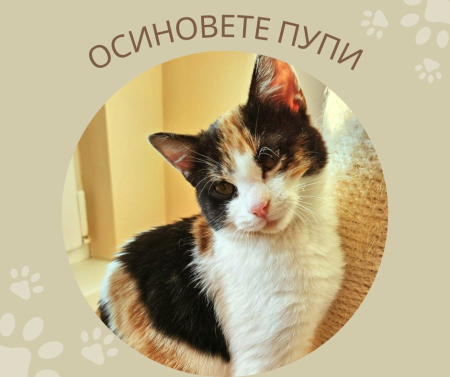 Пупи – малкото чудо, което търси своето щастие