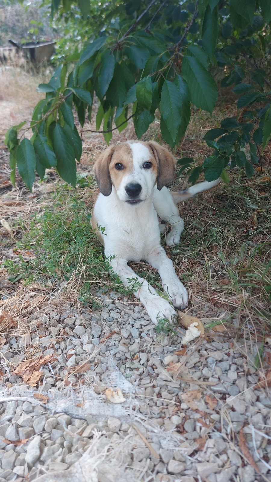 Подарявам женско ловно кученце!