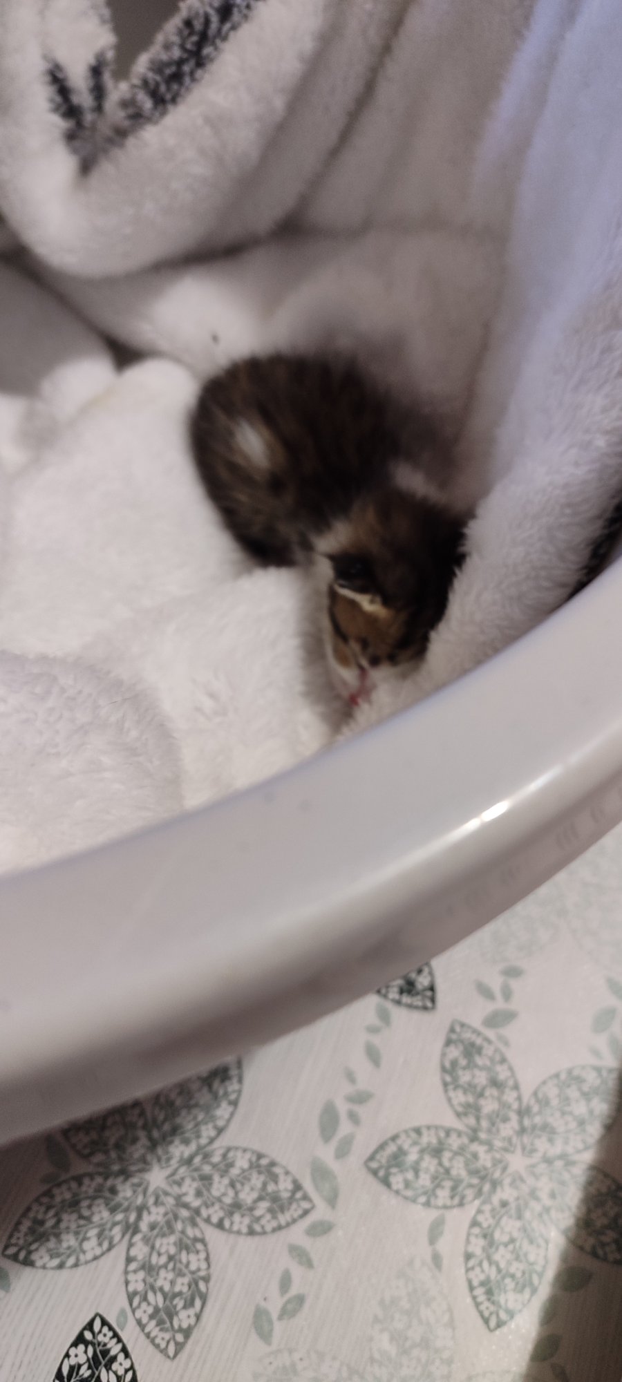 Новородено коте търси своя дом за осиновяване