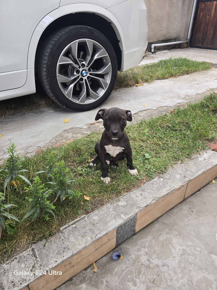 Бъгси 2 месеца за осиновяване