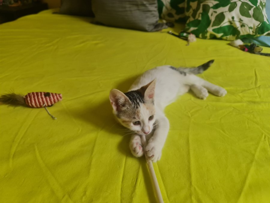 Търси се осиновител на тези 2 котета за осиновяване