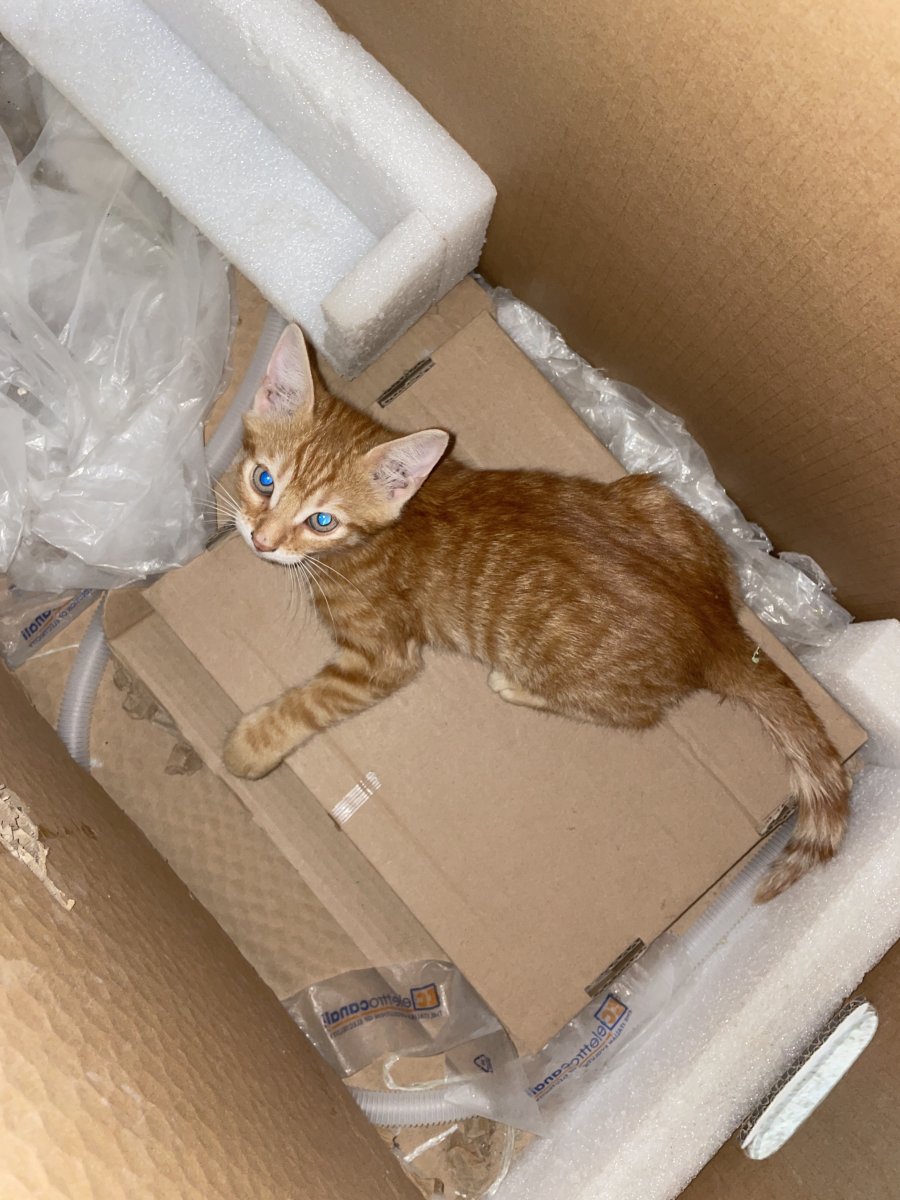 Подарявам Котета