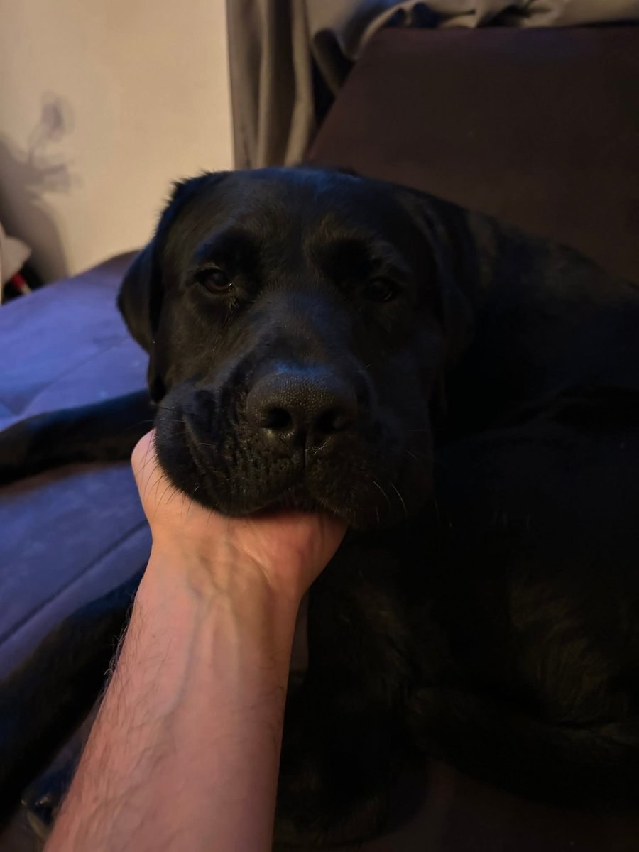 Дом за Неро за осиновяване