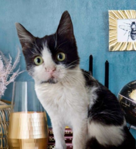 2-месечната Кари търси дом