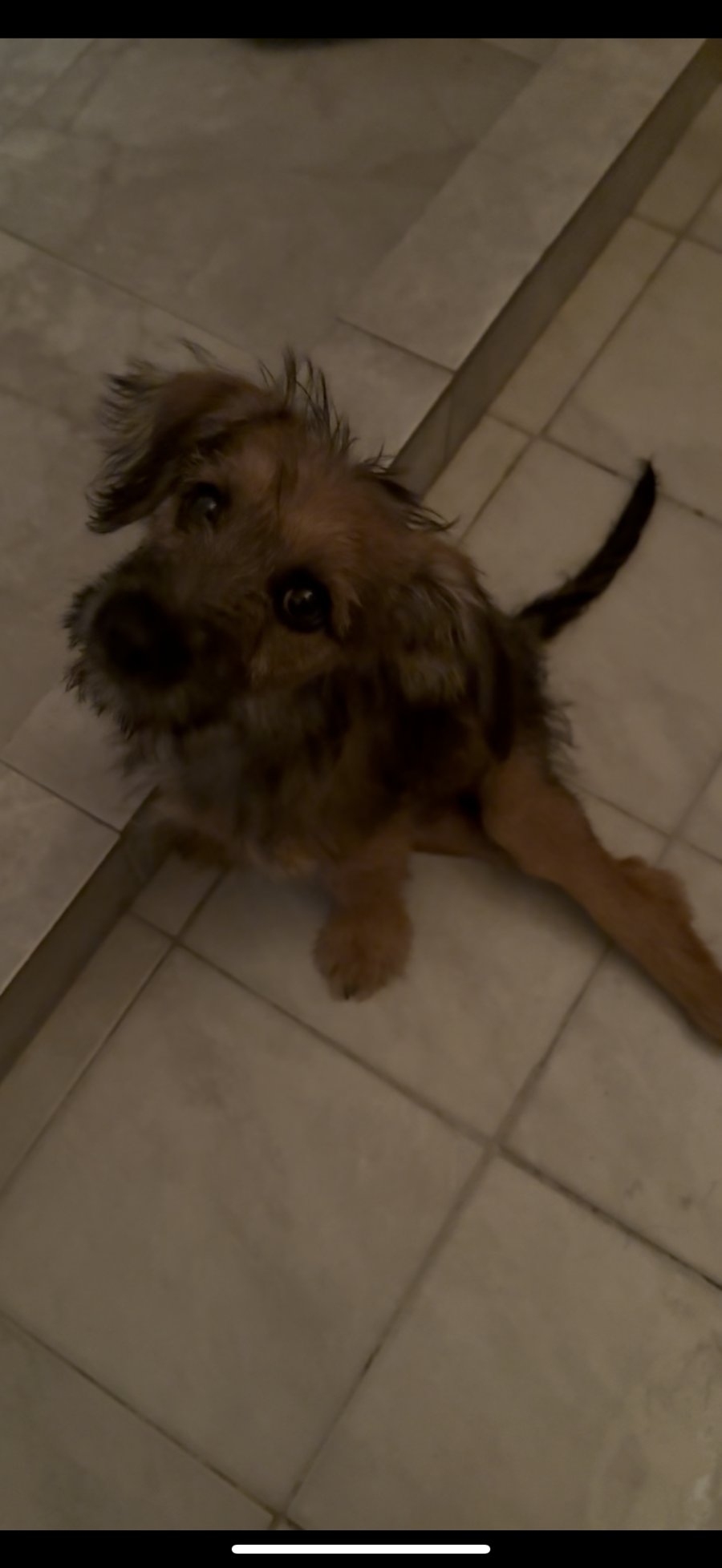 Търсим семейство за Луфи! за осиновяване