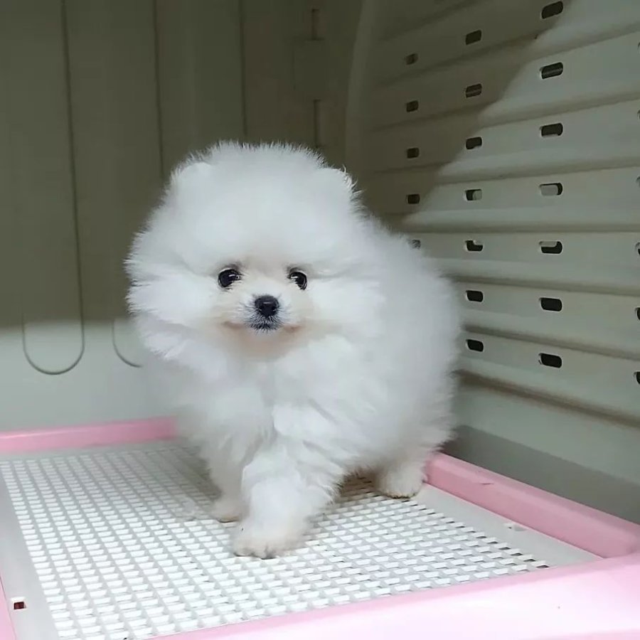 Померан кученца за осиновяване